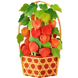 サマーカード ほおずき鉢 687944