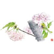 QMTM001 [尺3 テーブルマット 100枚入 さくらの花 No.520]