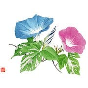 QMTM501 [尺3 テーブルマット 100枚入 朝顔 No.525]