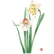 QMTM901 [尺3 テーブルマット 100枚入 スイセン No.529]