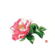 QMTN001 [尺3 テーブルマット 100枚入 つばき No.530]