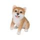H18476 [見上げるお座り柴犬]