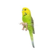 H23044-3 [縁飾り 黄緑セキセイインコ]