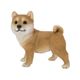 H21416 [左向き子柴犬]