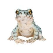 H20221-1 [イシカワガエル ブルー]
