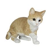 H12336-5 [下を向いて遊ぶビスケットとら猫]