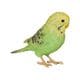 H23350 [セキセイインコ 緑]