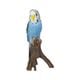 H14262-1B [セキセイインコ ブルー （ミニ）]