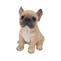 H16348 [見つめるフレンチ・ブルドッグの子犬]