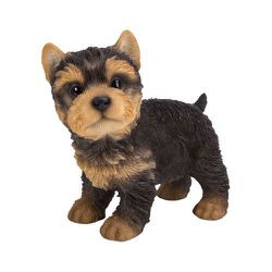 H16599 [左向きに立つヨークシャーテリア]