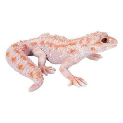 H21170 [マグネット ヒョウモントカゲモドキ イエローピンク]