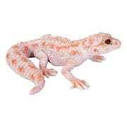 H21170 [マグネット ヒョウモントカゲモドキ イエローピンク]