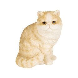 H24024 [右向きお座りエキゾチックショートヘア （ミニ）]