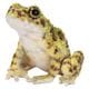 H20221 [イシカワガエル グリーンブラウン]