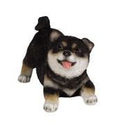 H18475-2 [喜ぶ黒柴犬]