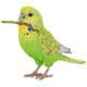H16519 [クリップ置き 木の枝をくわえるセキセイインコ 緑 （小）]