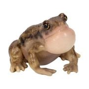 H20263 [クリップ置き 喉を膨らますヒメアマガエル]
