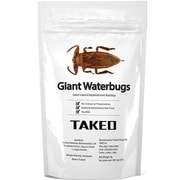 昆虫食 タガメ(ジャイアントウォーターバグ) 2匹