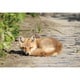 300-443 日本の都市87 北海道斜里郡「眠るキタキツネのこども」 [ジグソーパズル 300ピース]