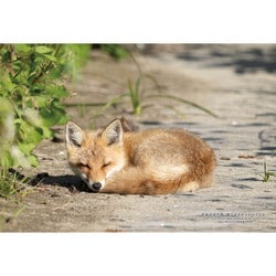 300-443 日本の都市87 北海道斜里郡「眠るキタキツネのこども」 [ジグソーパズル 300ピース]