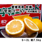 『宇和ゴールド（品種：河内晩柑）』 愛媛県産 柑橘 S～2L 約7.5kg 産地箱 風袋込 ※常温 [ご注文受付は2025年6月2日（月）決済完了分まで]