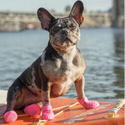 ヨドバシ.com - ワグウェア wagwear ワグウェリーズ モハベ