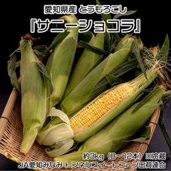 とうもろこし 『サニーショコラ』 愛知県産とうもろこし 約3kg（8～12本） ※冷蔵 JA愛知みなみ 203i02640 [ご注文受付は2025年6月18日（水）決済完了分まで]