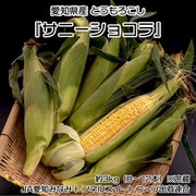 とうもろこし 『サニーショコラ』 愛知県産とうもろこし 約3kg（8～12本） ※冷蔵 JA愛知みなみ 203i02640 [ご注文受付は2025年6月18日（水）決済完了分まで]