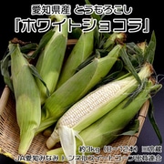 とうもろこし 『ホワイトショコラ』 愛知県産とうもろこし 約3kg（8～12本） ※冷蔵 JA愛知みなみ 203i02681 [ご注文受付は2025年6月18日（水）決済完了分まで]
