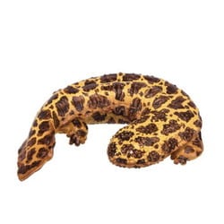 ミニチュアプラネット 137 オオサンショウウオ