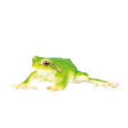 ミニチュアプラネット 141 ニホンアマガエル