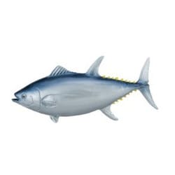 ミニチュアプラネット 182 クロマグロ