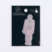 オーロラステッカー(人類生物学/人体) ST-358