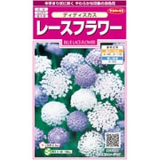 レースフラワー ディディスカス 1袋