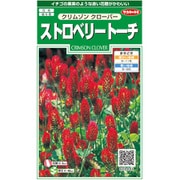ストロベリートーチ クリムゾンクローバー 1袋