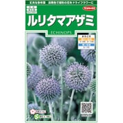 ルリタマアザミ 1袋