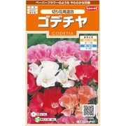 ゴデチャ 切り花用混合 1袋
