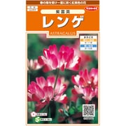 レンゲ 紫雲英 1袋