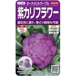 カリフラワー オーナメントパープル 1袋
