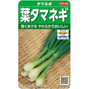 タマネギ 葉タマネギ 1袋