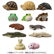 てのりフレンズ12 -爬虫類・両生類- 1BOX（12個入） [コレクション食玩]