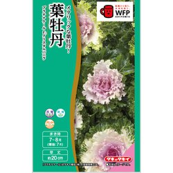 葉牡丹 F1クリスタルバニラ