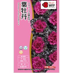 葉牡丹 F1クリスタルレッド
