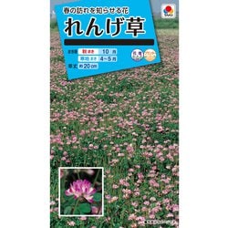れんげ草