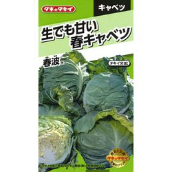 生でも甘い春キャベツ 春波