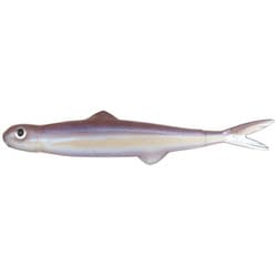 ラストエース 45 #157 アイリス