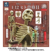 博物モデリング倶楽部・壱 1/12ヒト骨格II ボックストイ版 1個 [コレクショントイ]
