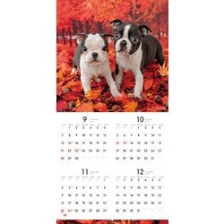 ボストンテリア ST19PT46-M01B-1600-1.jpg?v=