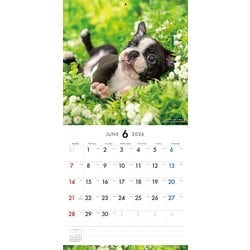 ボストンテリア ST19PT46-M01B-1600-1.jpg?v=