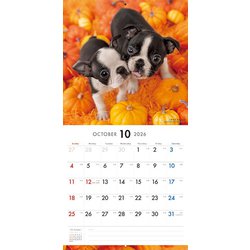 ヨドバシ.com - Y1336 [限定 2026 PICTWAN L ボストン・テリア